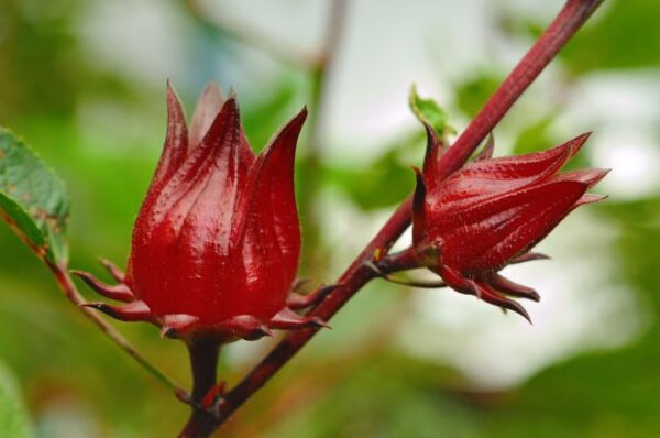 roselle, roselle kering,jus roselle,kebaikan roselle